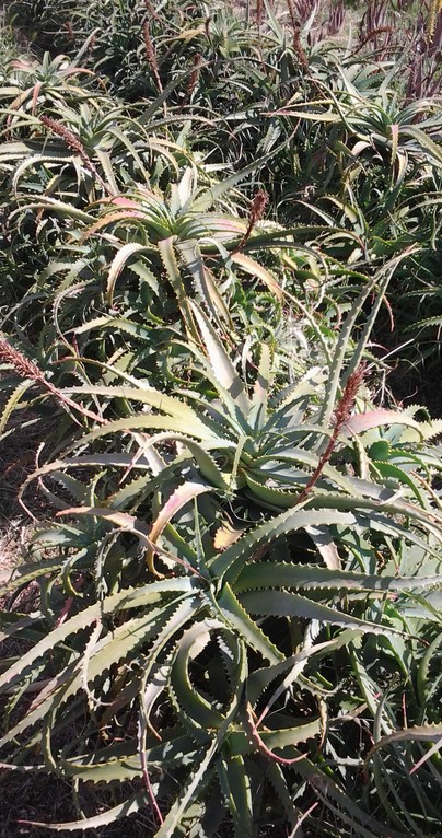 Aloe arborescens padre romano zago