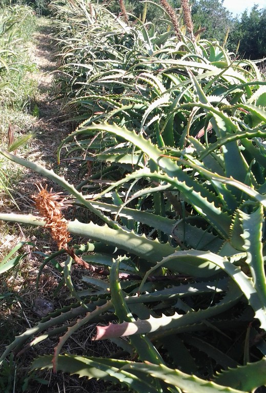 Piante madri Aloe arborescens