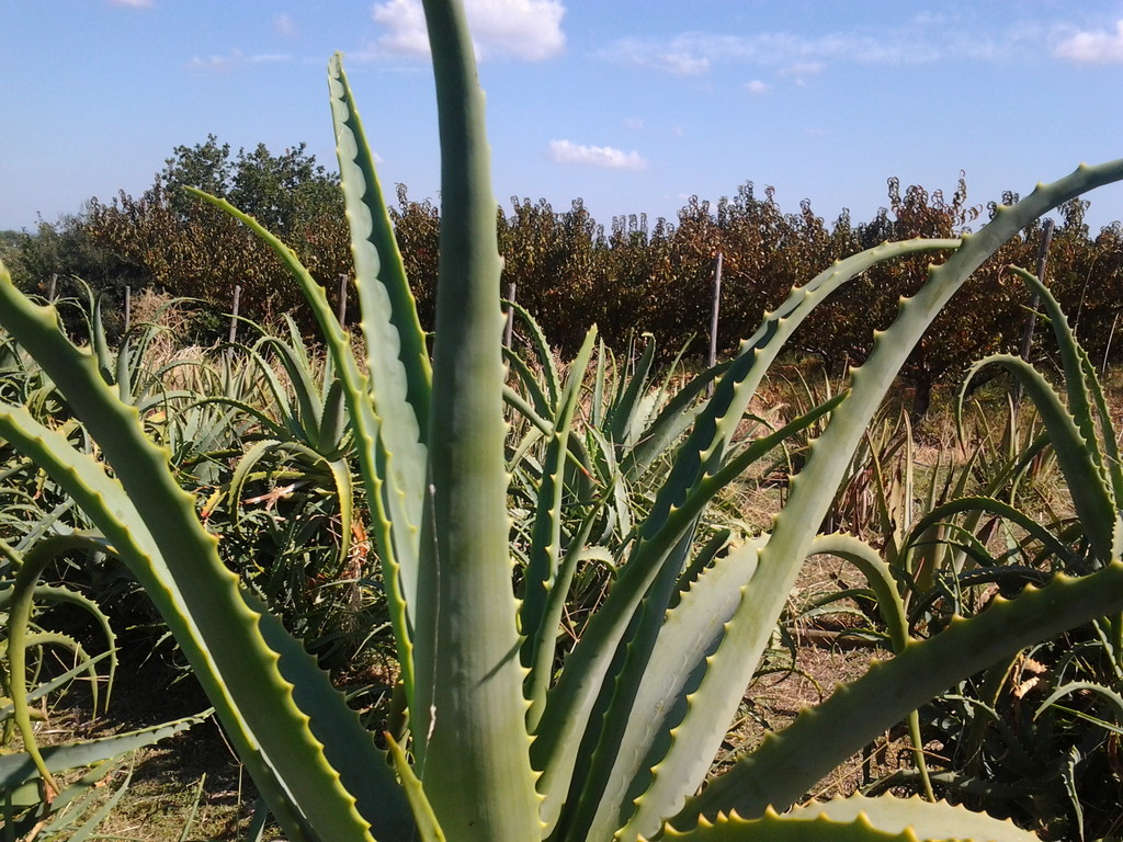 Piante adulte Aloe arborescens