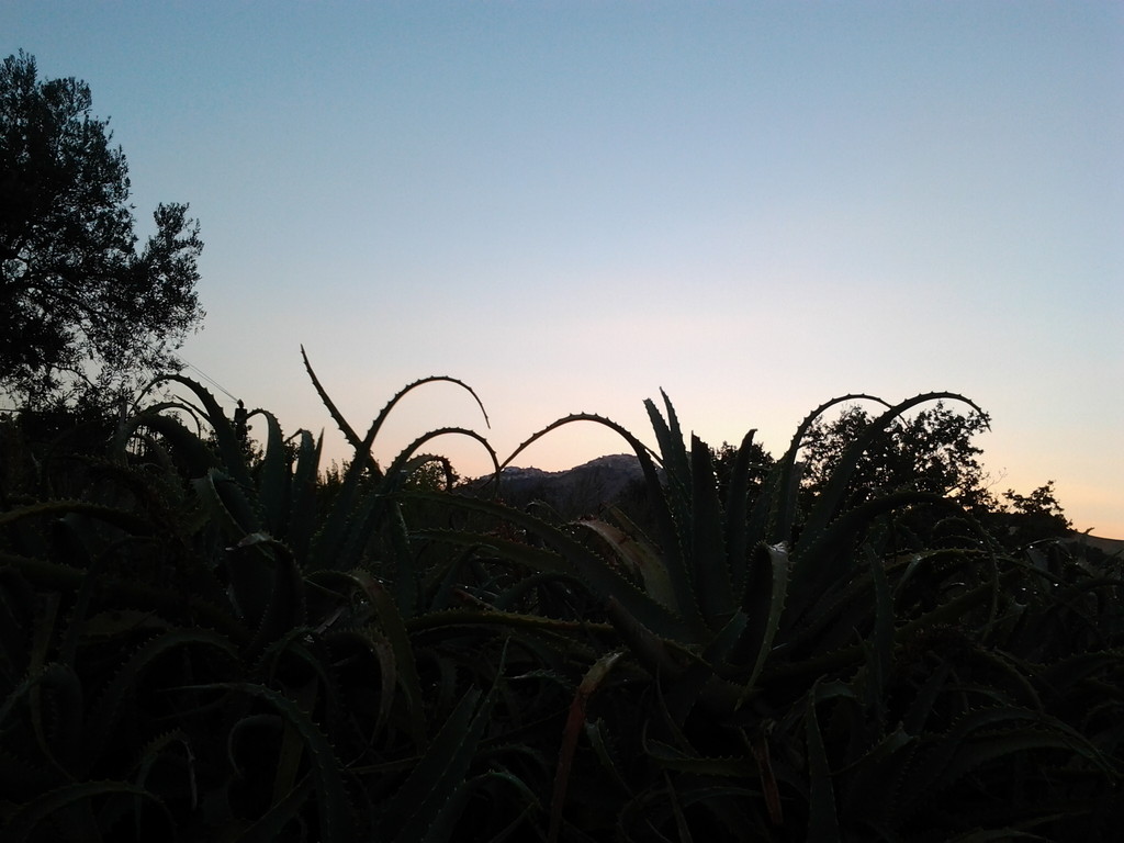 Coltivazione di Aloe arborescns