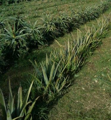 aloe vera produzione piante
