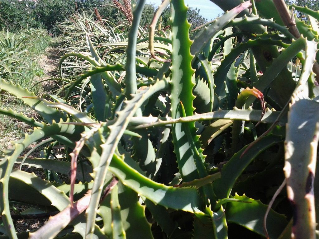 Aloe arborescens pianta 10 anni