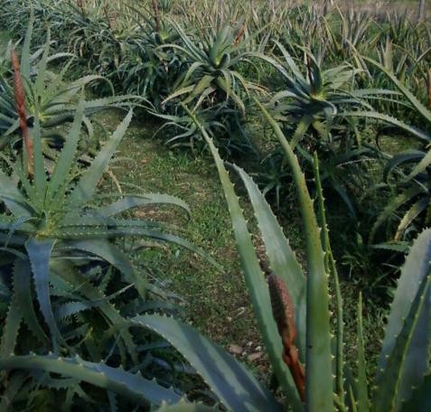 Campo Madre Aloe arborescens