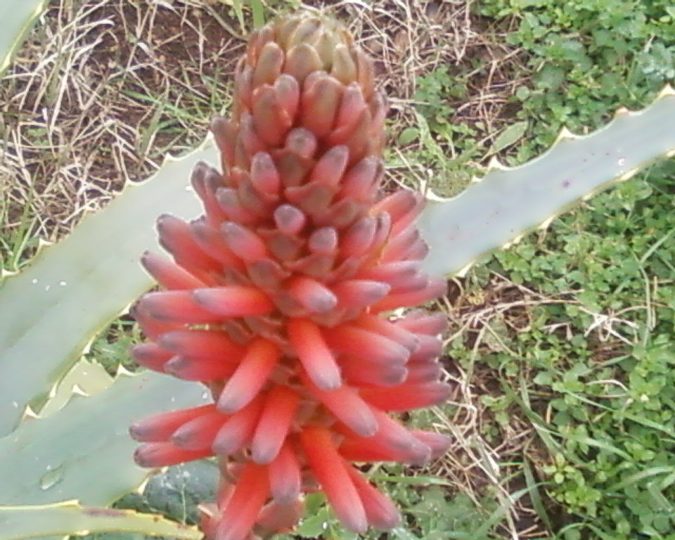Fiore di Aloe arborescens