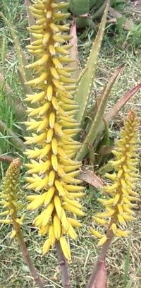 Fiore di Aloe Barbadensis Miller (Aloe vera)