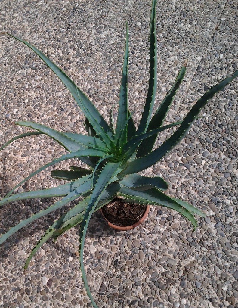 Pianta invasata di Aloe arborescsn