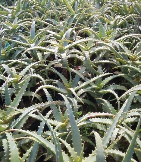 Piante invasate Aloe arborescens