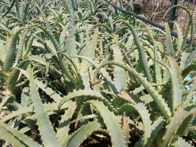 Piante di Aloe arborescens