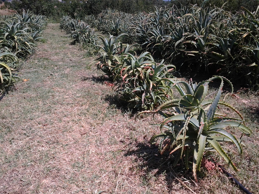 Coltivazione di Aloe arborescens