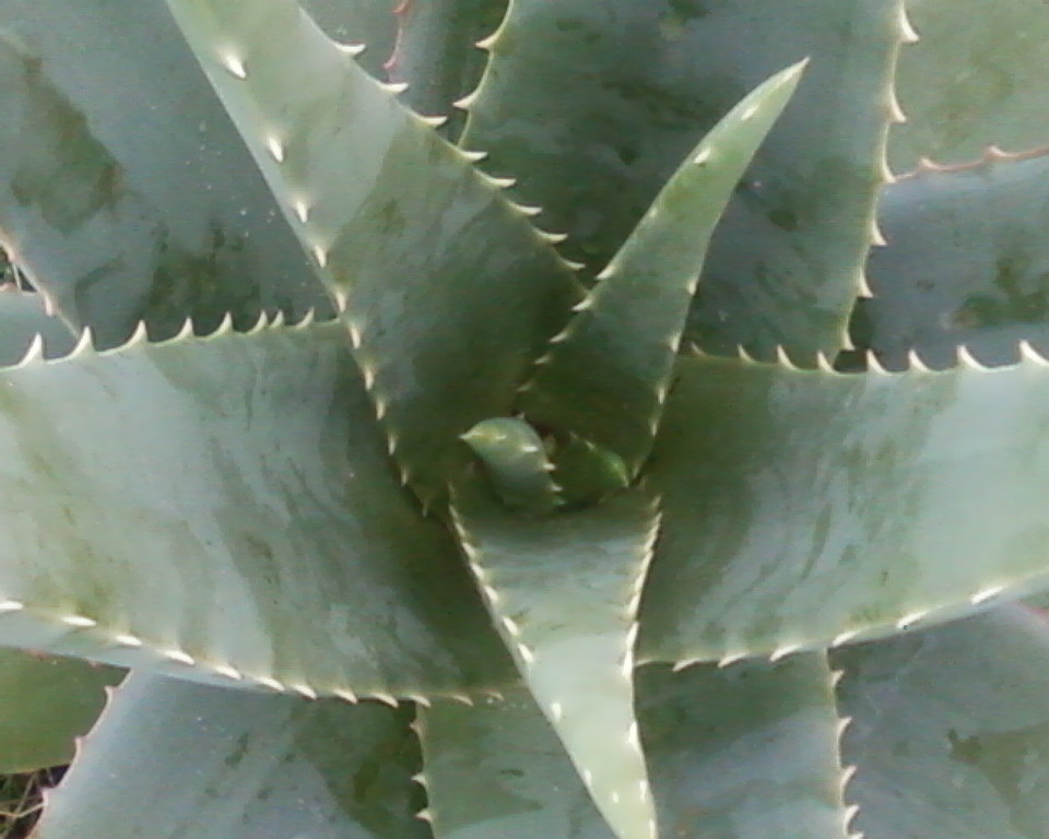 Foglie di Aloe Barbadensis Miller (Aloe vera)