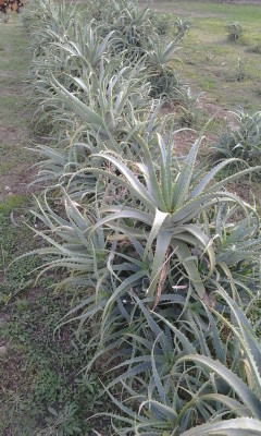 Campo madre Aloe arborescens coltivata italia