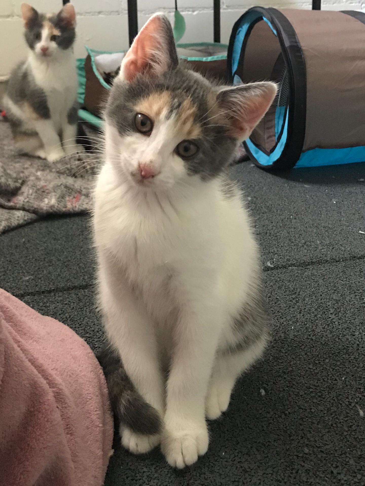 MERINGUE UND MARSHMALLOW FELV+ VERMITTELT handicapcats.ch ein