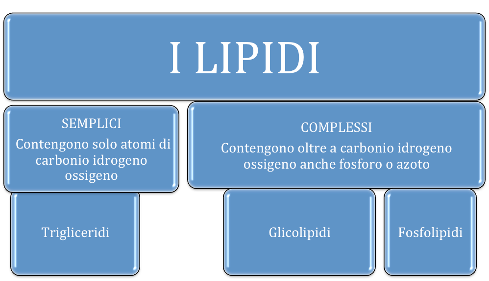 dove si trovano i lipidi dove si trovano i lipidi