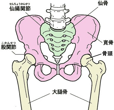 仙腸関節がずれると、骨盤がゆがみます。