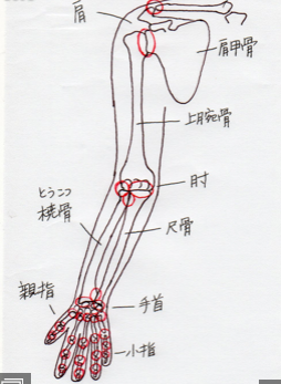 腕の関節のイラスト