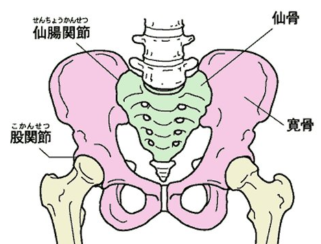 仙腸関節は仙骨と腸骨（寛骨の一部）で構成されている骨盤にある大きな関節です。