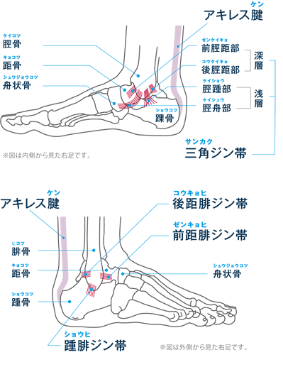 アキレス腱にテンションがかかると、かかと（踵骨）に痛みがでます。