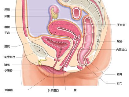 骨盤がゆがむと、骨盤内の内臓が圧迫されて膀胱が十分にふくらまなくなって頻尿や尿失禁の原因となってしまいます。