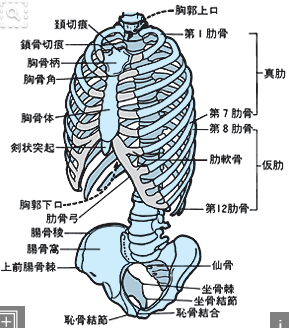 胸郭と骨盤の骨