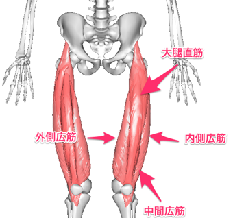 大腿直筋・外側広筋・内側広筋・中間広筋の4つの筋肉を大腿四頭筋といいます。