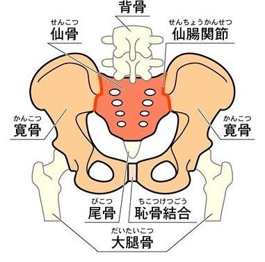 仙腸関節は仙骨と腸骨（寛骨の一部）、恥骨結合は左右の恥骨で構成されています。