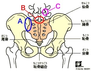 Aの部分が仙腸関節(せんちょうかんせつ)です。仙骨と腸骨をつなぐ関節です。