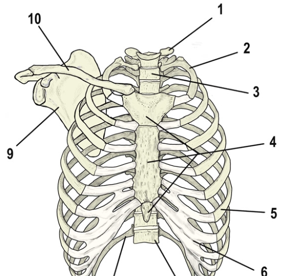 ４が胸骨、９が肩甲骨、10が鎖骨で９と10のつなぎ目が肩鎖関節です。胸郭がゆがむと肩鎖関節が不安定になりますので整復不全や再転位の原因となってしまいます。