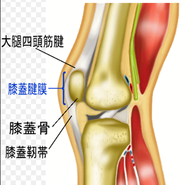 膝関節の構造