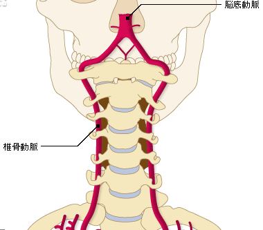 この図のように、椎骨動脈は首の骨の穴の中を通って頭へいきます。