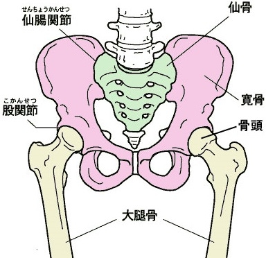 紫色の部分:寛骨(かんこつ)・腸骨、坐骨、恥骨で構成されています。