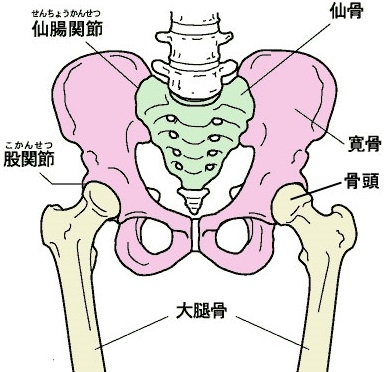 紫色の部分：寛骨（かんこつ）・腸骨、坐骨、恥骨で構成されています。