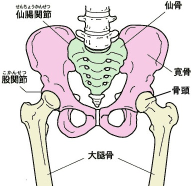 仙腸関節は、骨盤にある人体で一番大きな関節です。
