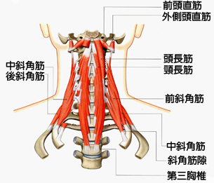 首の骨には頭を動かしたり支えたりする為にいろいろな筋肉がつながっています。首の骨がずれると筋肉にテンションがかかりますので、それが首の張りとして感じます。