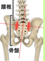 赤い部分が仙腸関節です。強くクラブを振るとこの関節に大きな負荷がかかり骨盤がゆがむ原因となります。