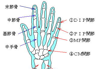 手の関節と骨の種類　
