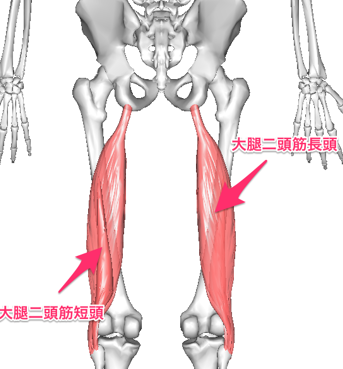 この筋肉は太ももの後ろ側にある筋肉ですが、同様に骨盤がゆがむと筋肉が引っぱられることによって膝に痛みがおこります。