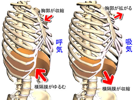 胸郭が拡張したままだと、空気が吸いづらくなります。