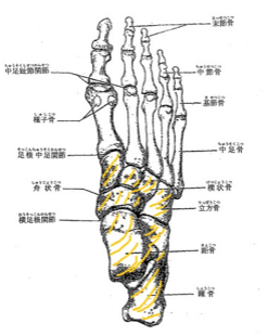 足の甲は、いくつかの小さな骨で構成されています。