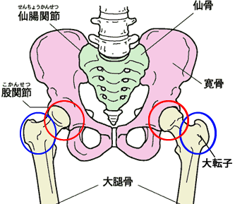 股関節は骨盤の寛骨（かんこつ）にある関節です。仙腸関節がずれると寛骨がずれる為に股関節の位置が変わって股関節の不調の原因となってしまうのです。