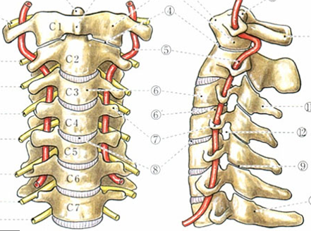 Cはcervical vertebraeの略で頚椎という意味です。１～７まであります。頚椎の中を通っている赤い部分が椎骨動脈です。このような構造ですので、頚椎がずれると脳にいく血流が減少してしまいます。