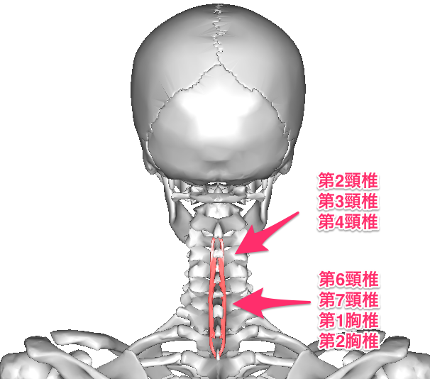 第7頚椎と第1胸椎で構成される頚胸椎移行部の関節がずれると頭が不安定になります。