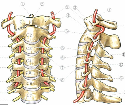 赤いチューブ状のものが椎骨動脈です。頚椎がずれると椎骨動脈は圧迫されてしまいます。