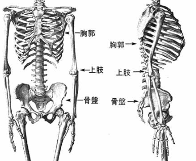 骨盤の上に背骨があり、背骨の胸の部分で胸郭（きょうかく）を構成しています。