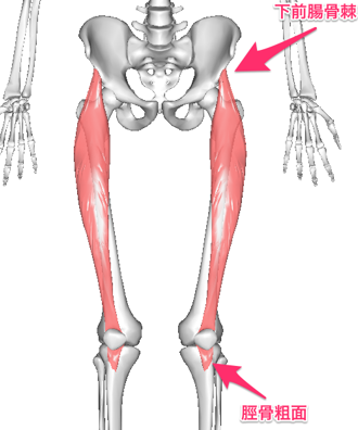 図1　太ももの前の筋肉は骨盤から膝につながっています。骨盤がゆがむと筋肉が引っぱられて膝の筋肉がつながっている部位に痛みがおこります。