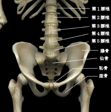 牽引で腰を引っぱると、骨盤の関節や腰椎の関節に関節が抜ける力が働きます。