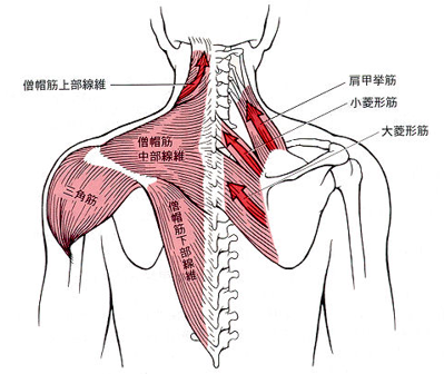 首の関節がずれると、僧帽筋や肩甲挙筋に力を入れて、不安定になった頭を安定させる補助をします。そうすると肩がこったと感じます。