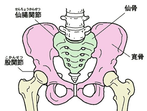 骨盤にある仙腸関節（せんちょうかんせつ）のずれが腰痛の原因という可能性が高いのです。