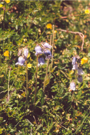 Bettmeralp flora