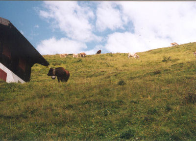 Koeien op de alp