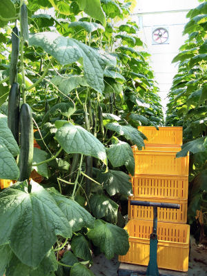  De kratten staan al klaar voor de oogst van de volgende serie rijpe komkommers. 